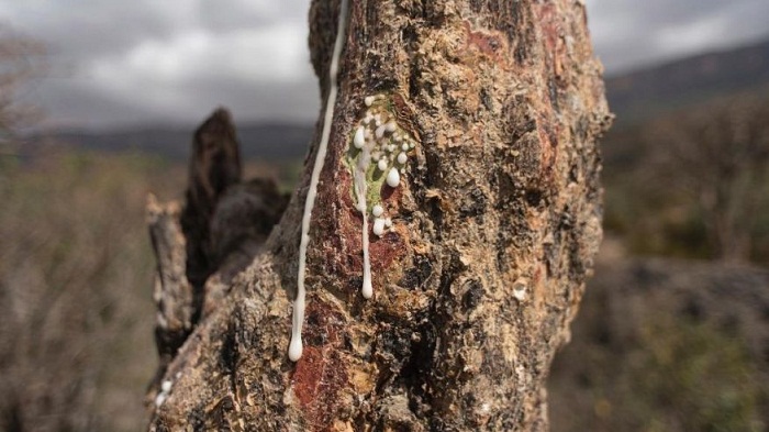 World`s last wild frankincense forests are under threat 